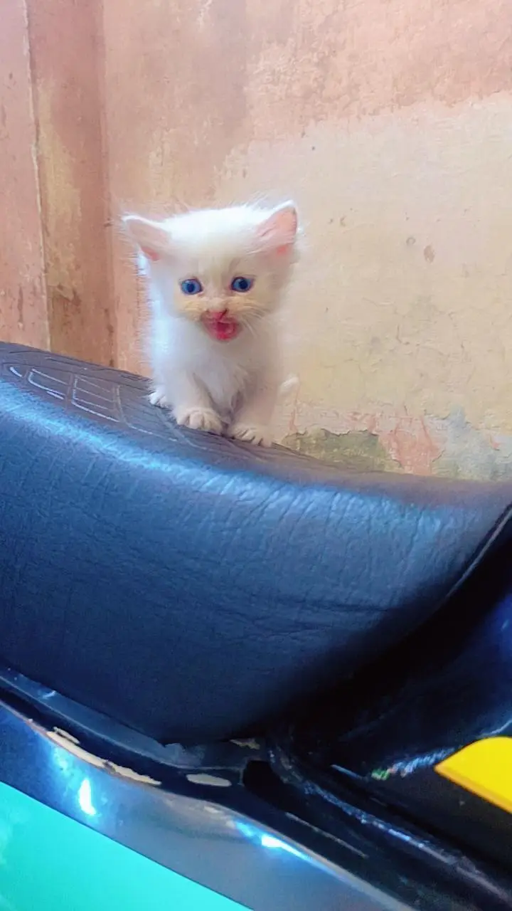 persian kitten cat — photo 8