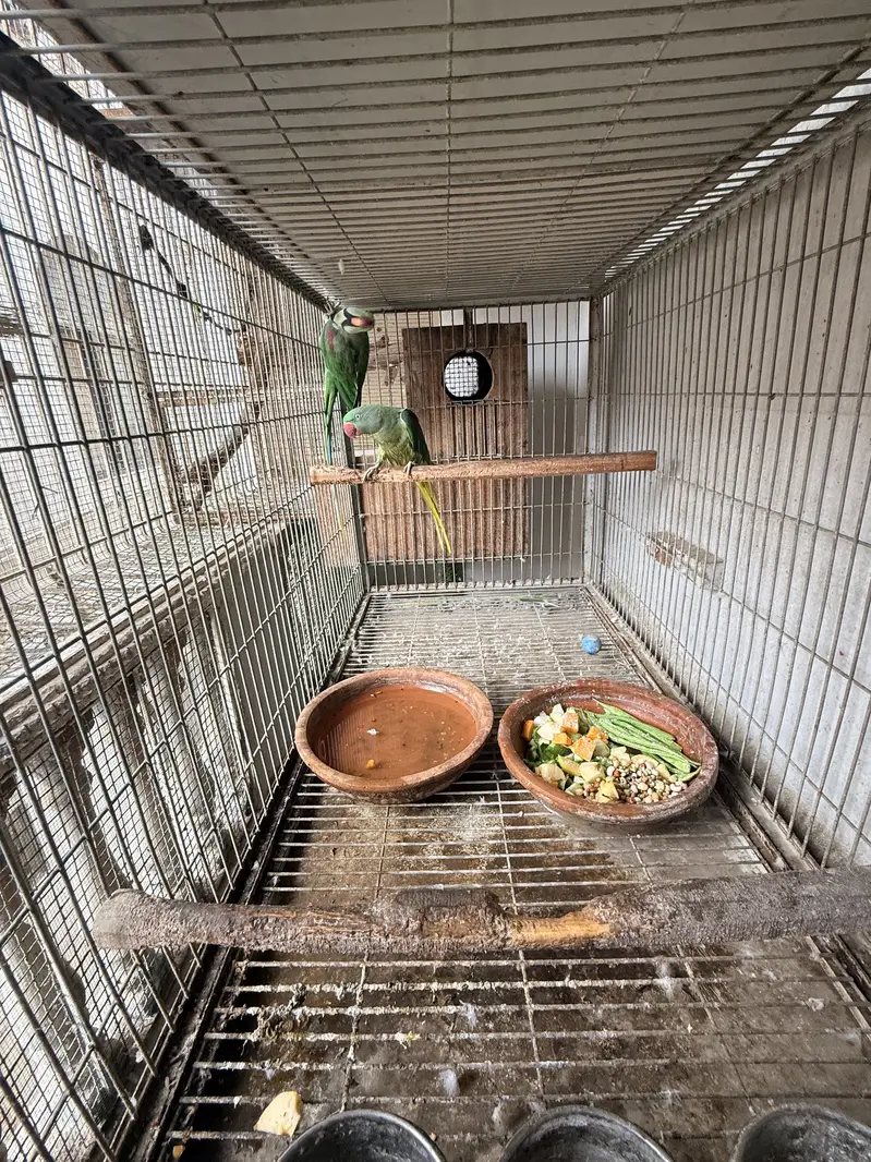 Heavy Cage — photo 2