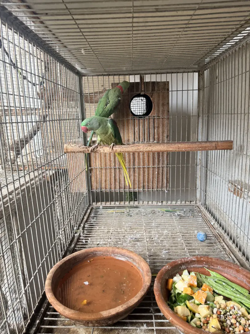 Heavy Cage — photo 7