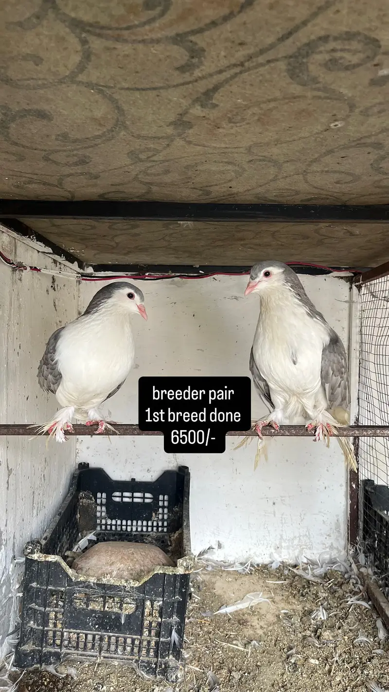 Lahori Sherazi pairs and Foster pairs — photo 3