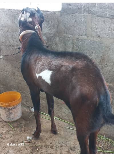 nagra beetal breeder bakra 031i48082907