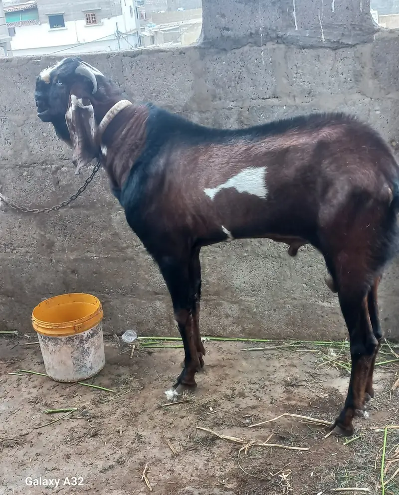 nagra beetal breeder bakra 031i48082907 — photo 2