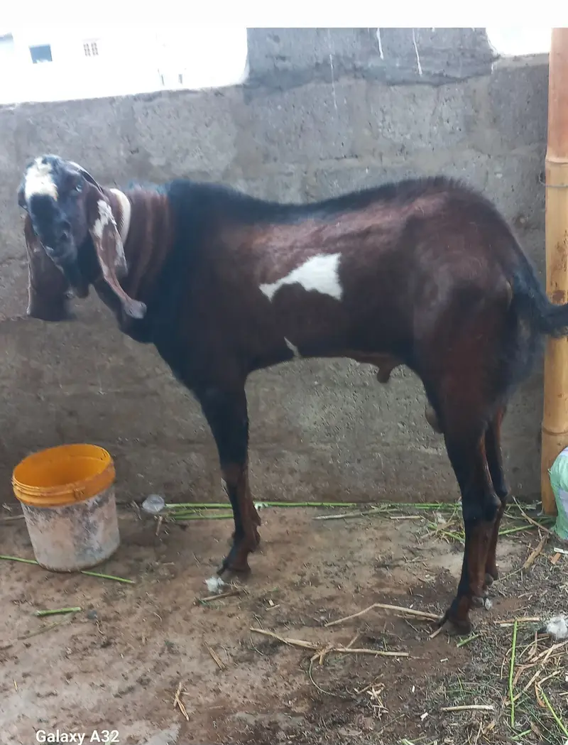 nagra beetal breeder bakra 031i48082907 — photo 3