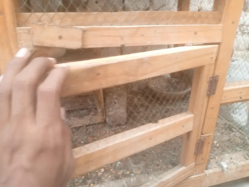 for sale cage sale — photo 4