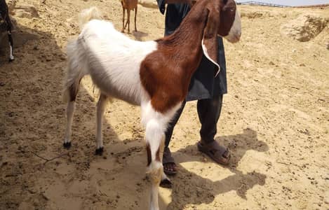 High Quality Beetal Bakri – Healthy Pair