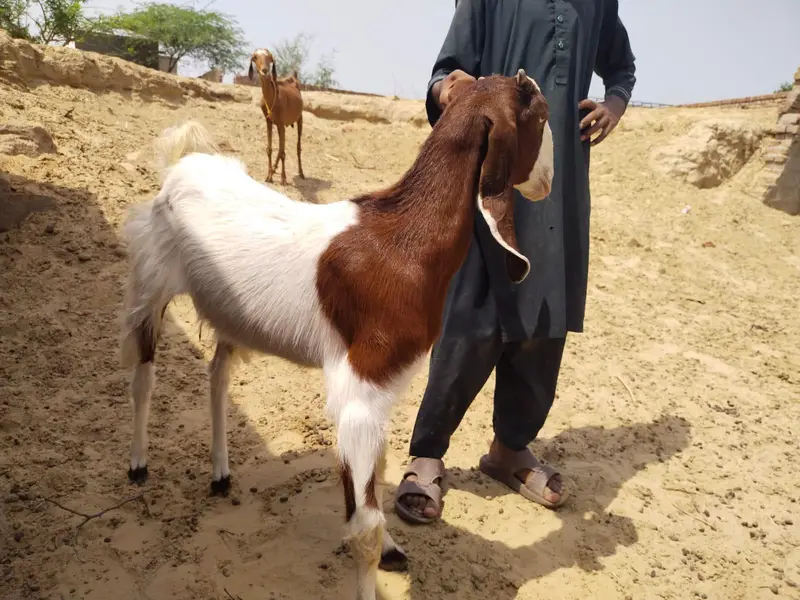 High Quality Beetal Bakri – Healthy Pair — photo 2