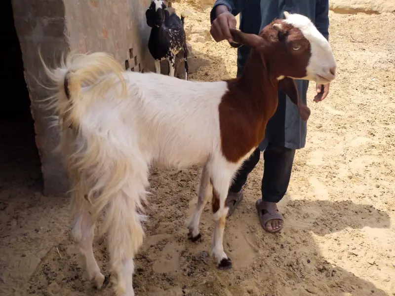 High Quality Beetal Bakri – Healthy Pair — photo 3