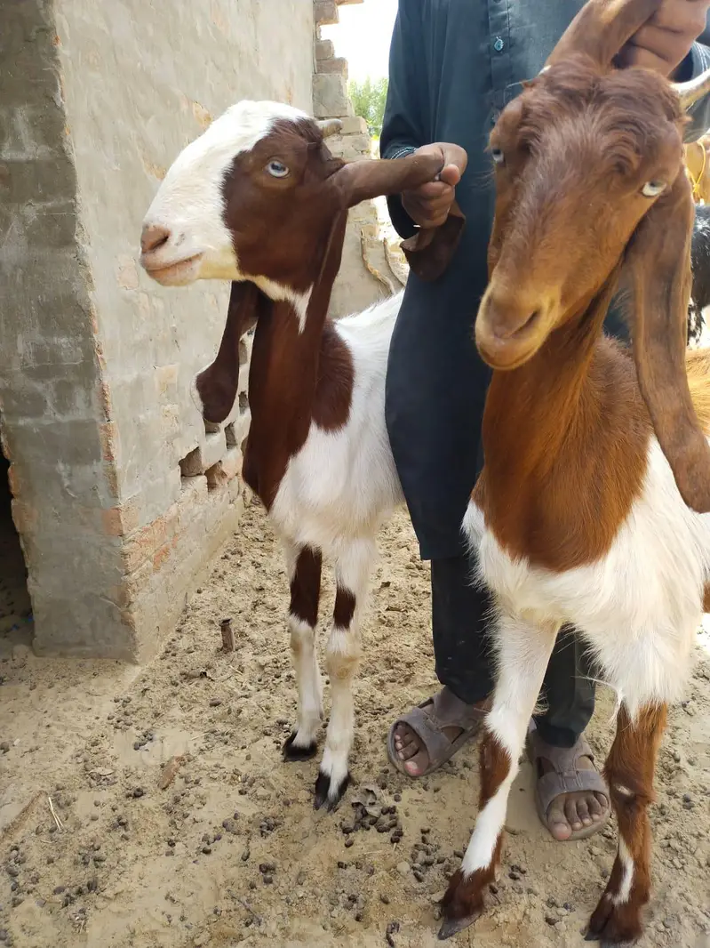 High Quality Beetal Bakri – Healthy Pair — photo 4