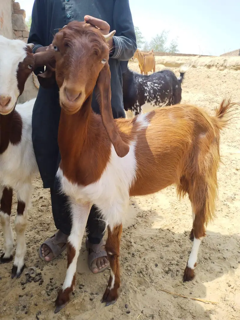 High Quality Beetal Bakri – Healthy Pair — photo 5