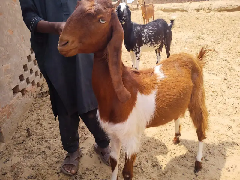 High Quality Beetal Bakri – Healthy Pair — photo 6