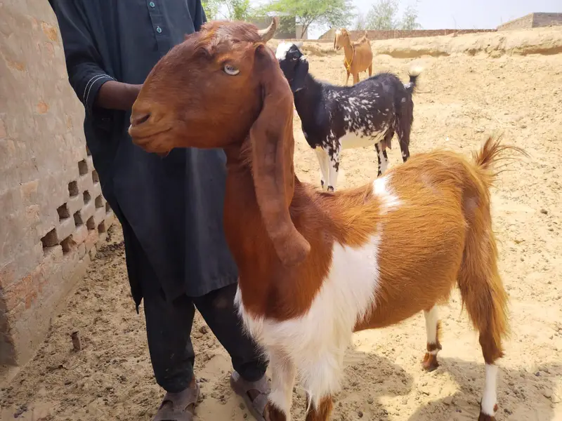 High Quality Beetal Bakri – Healthy Pair — photo 7
