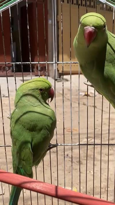 khaty Male & female