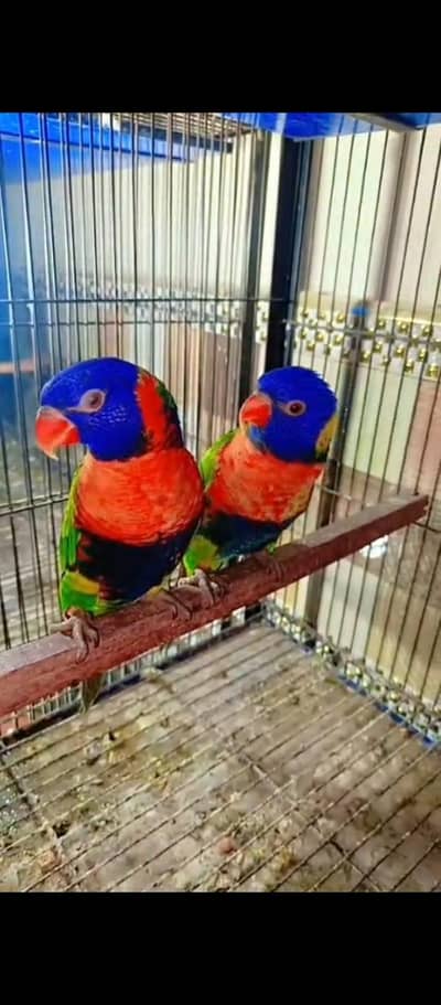 blue n gold macaw chick