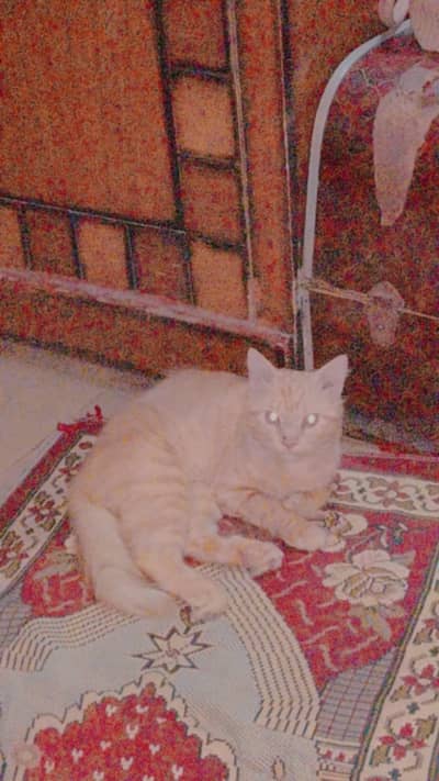 Jis ko chaye rabta Kary 03102026036