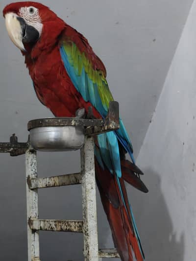 blue n gold macaw chick