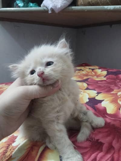 8 kittens looking for their new home