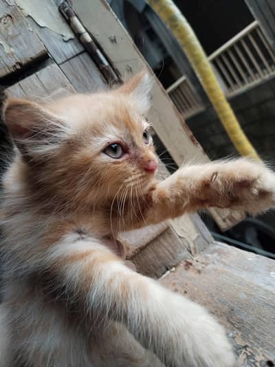 8 kittens looking for their new home