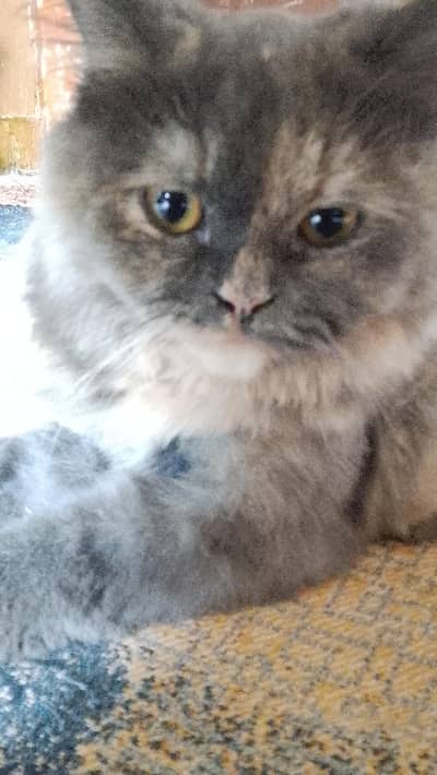 Persian cat