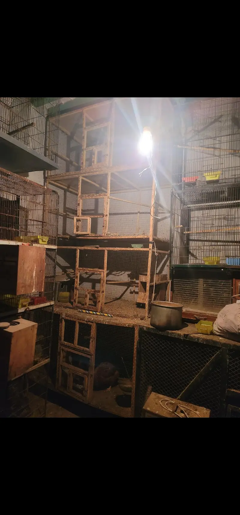 i have several cages for sale both in iron and in wood little bit used — photo 5