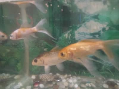 2 fit ecoruam with 3 good size fish with oxygen moter