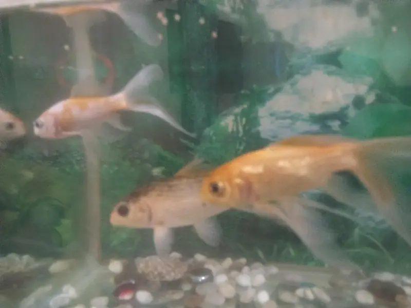 2 fit ecoruam with 3 good size fish with oxygen moter
