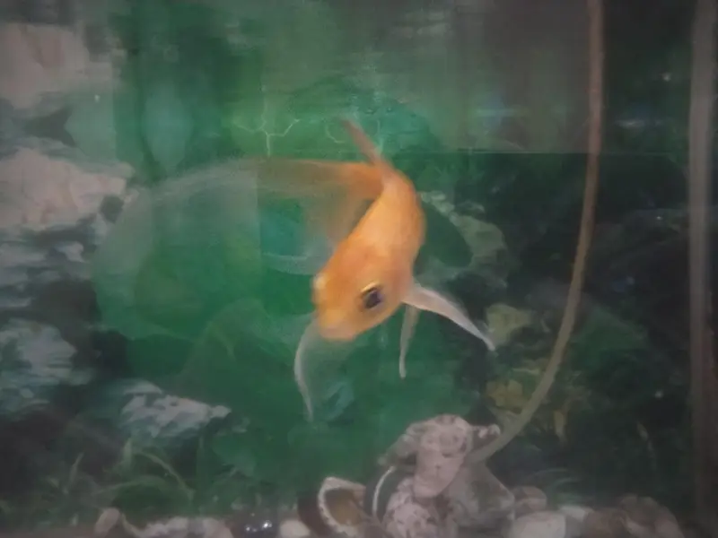 2 fit ecoruam with 3 good size fish with oxygen moter — photo 2