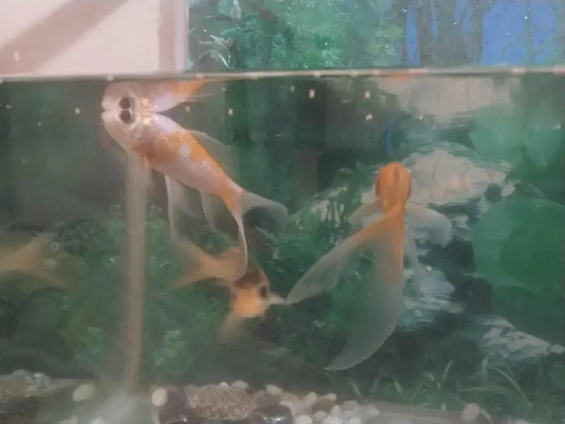 2 fit ecoruam with 3 good size fish with oxygen moter — photo 4