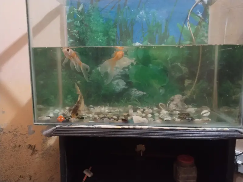 2 fit ecoruam with 3 good size fish with oxygen moter — photo 5