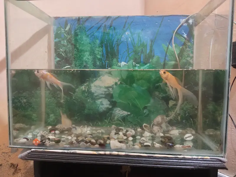 2 fit ecoruam with 3 good size fish with oxygen moter — photo 6