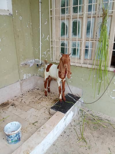 2Bakra male