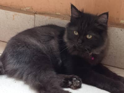 cat looking for new home