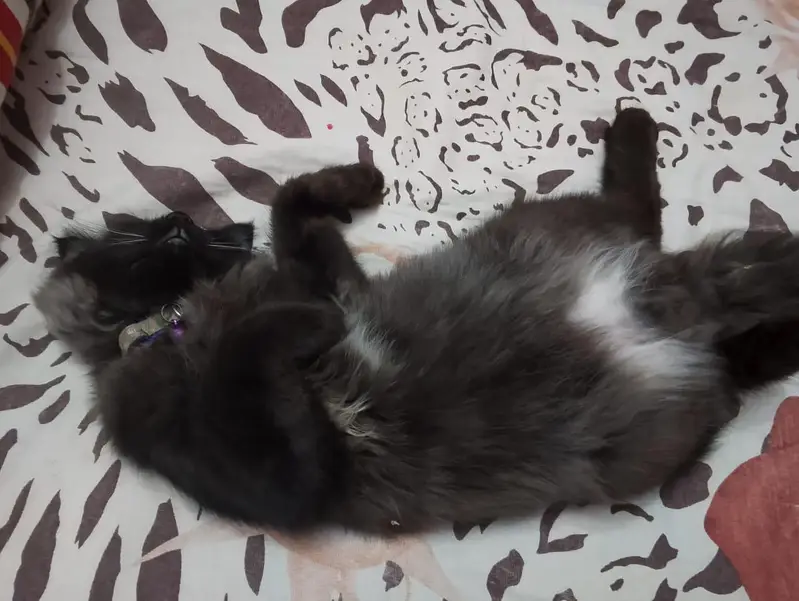 cat looking for new home — photo 2
