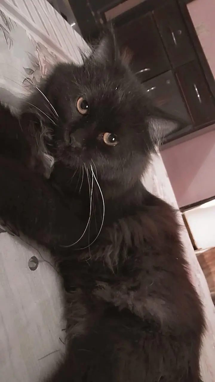 cat looking for new home — photo 3
