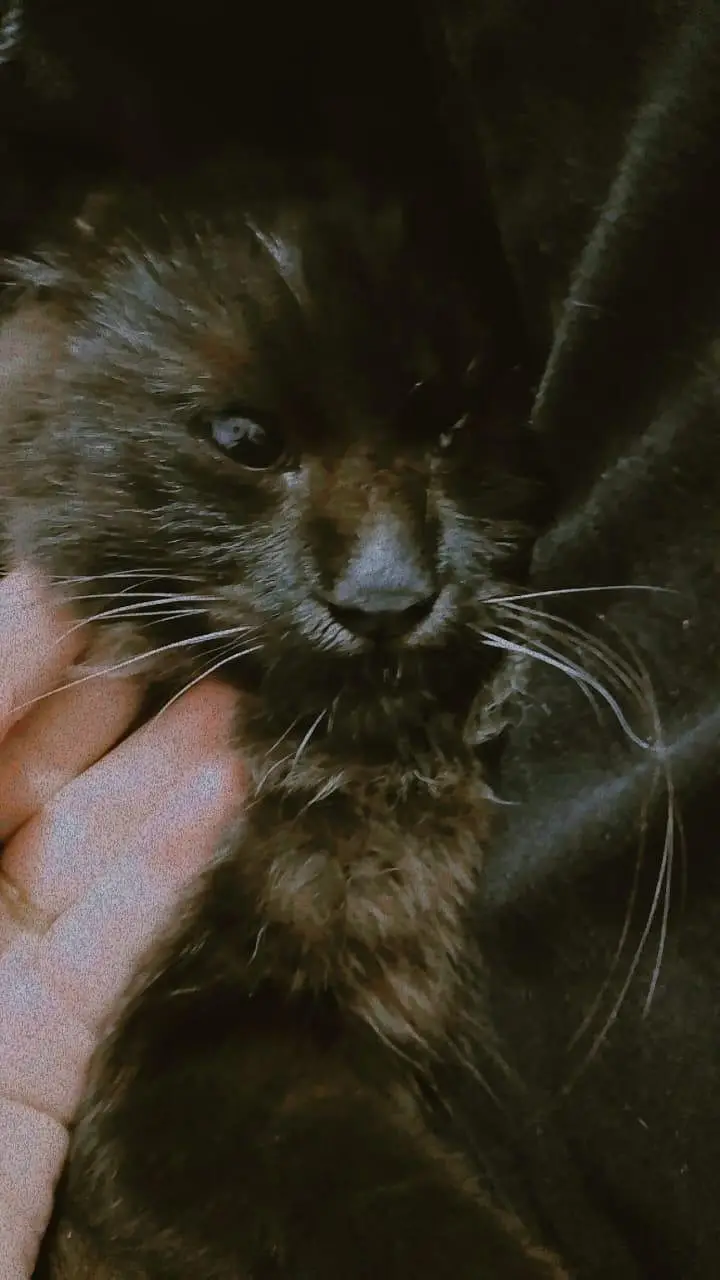 cat looking for new home — photo 4