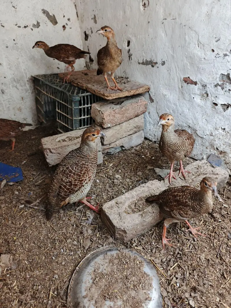 Dakni Teetar — photo 2
