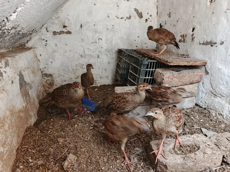 Dakni Teetar — photo 4