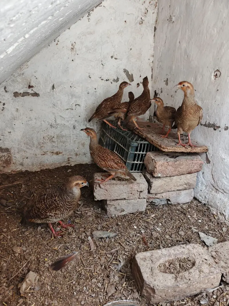 Dakni Teetar — photo 5
