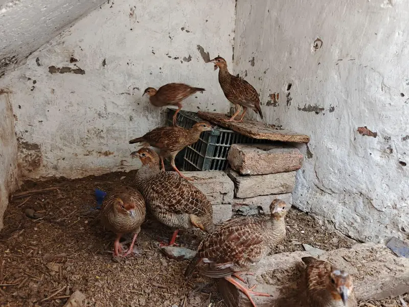 Dakni Teetar — photo 6