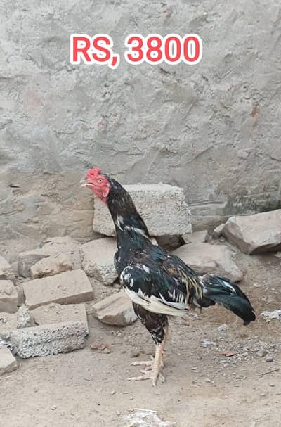 Aseel , kras , Murghay ,And Murghiya For Sale