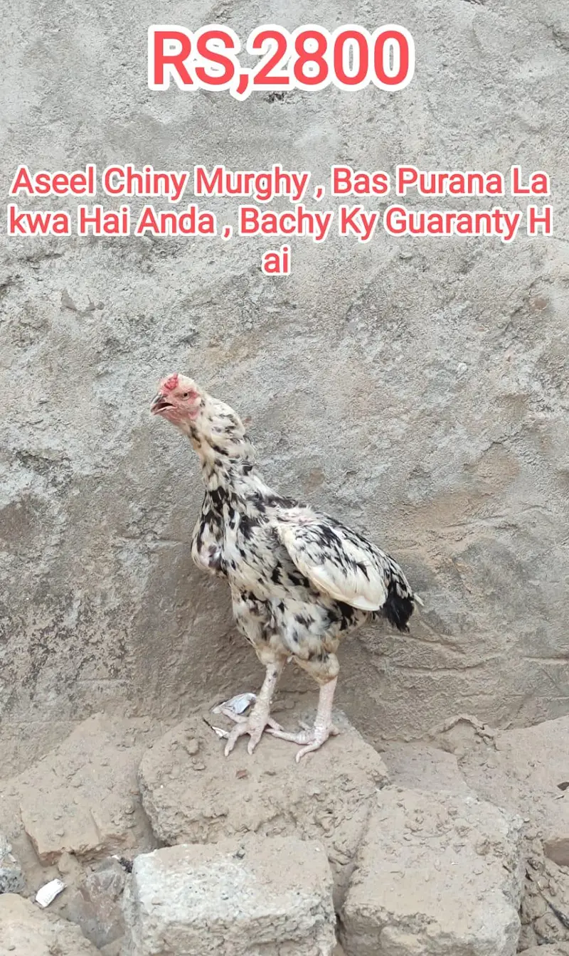 Aseel , kras , Murghay ,And Murghiya For Sale — photo 2
