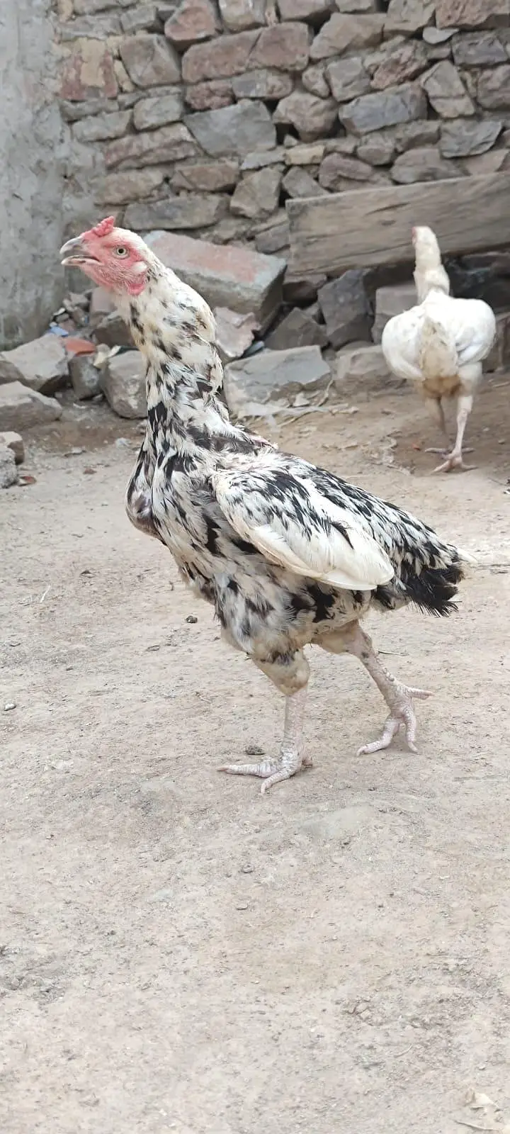 Aseel , kras , Murghay ,And Murghiya For Sale — photo 3
