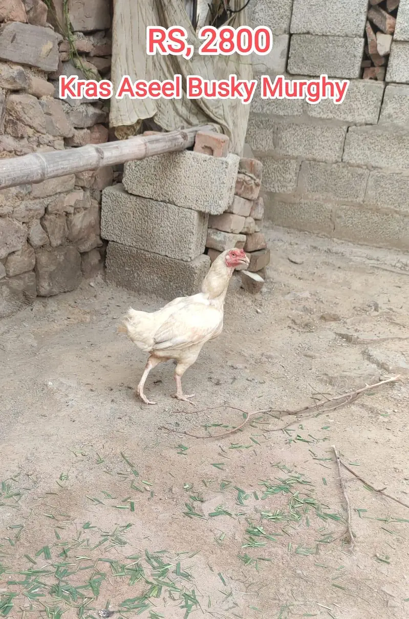 Aseel , kras , Murghay ,And Murghiya For Sale — photo 4