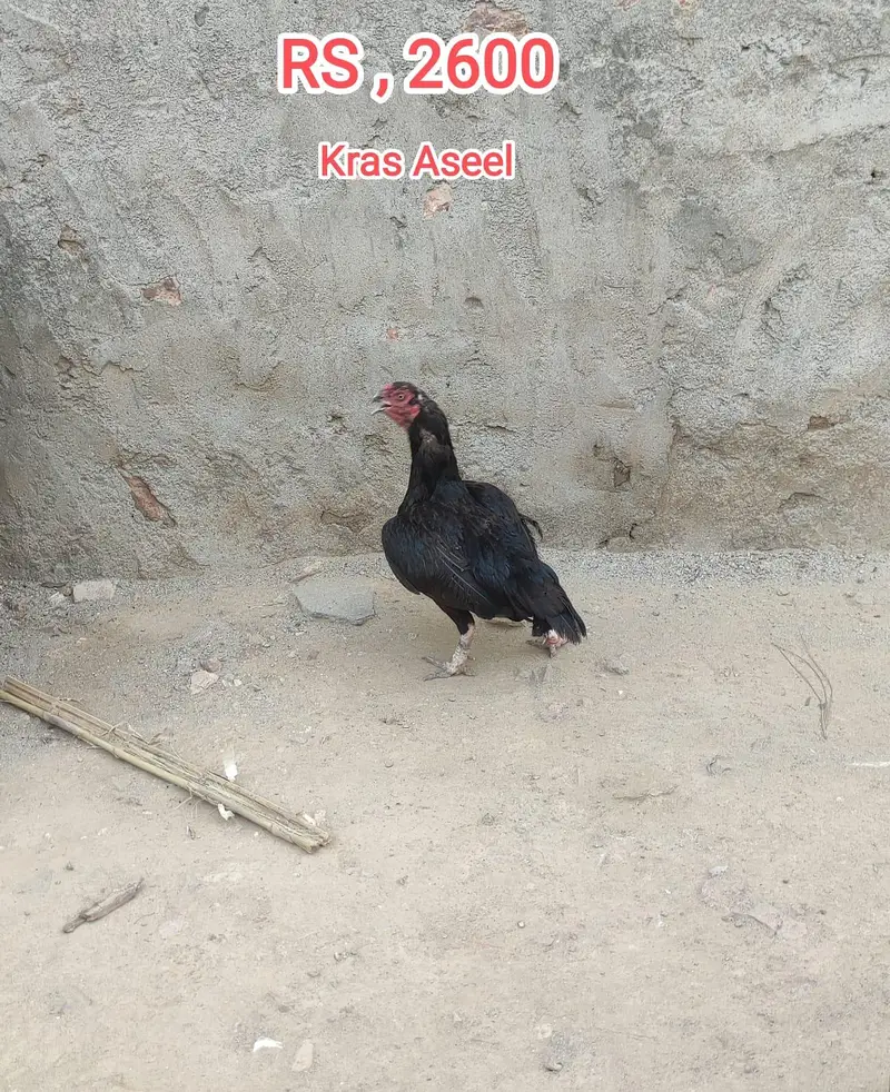 Aseel , kras , Murghay ,And Murghiya For Sale — photo 5