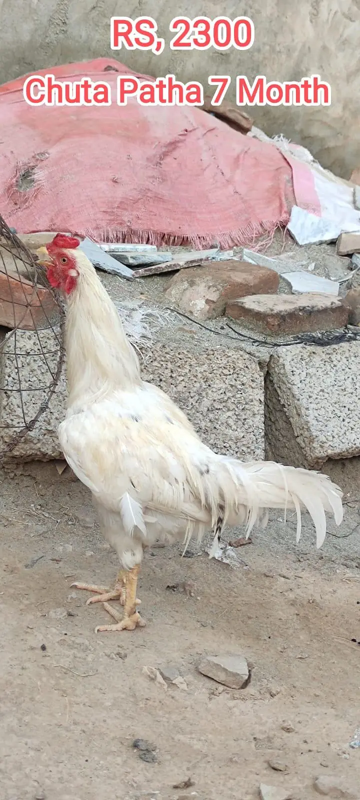 Aseel , kras , Murghay ,And Murghiya For Sale — photo 6