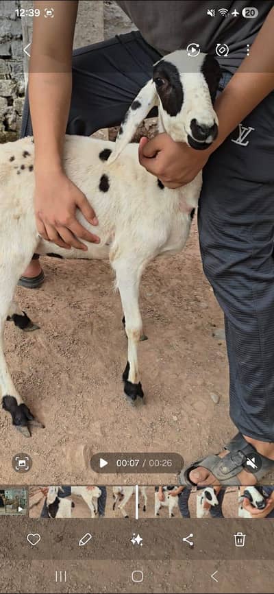 Talagangi Dumba Sheep Balkhi Dumba