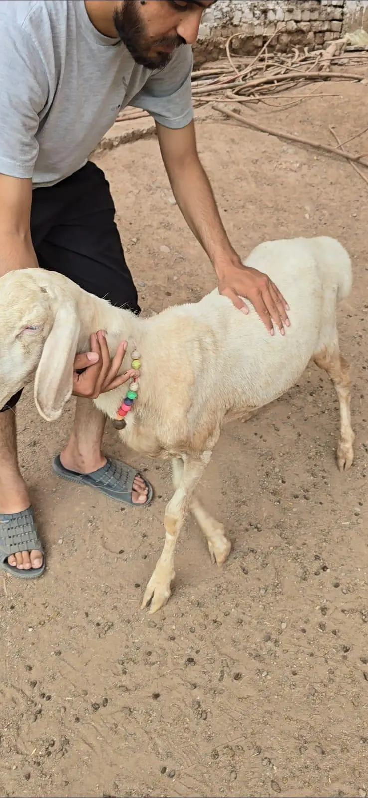 Talagangi Dumba Sheep Balkhi Dumba — photo 2
