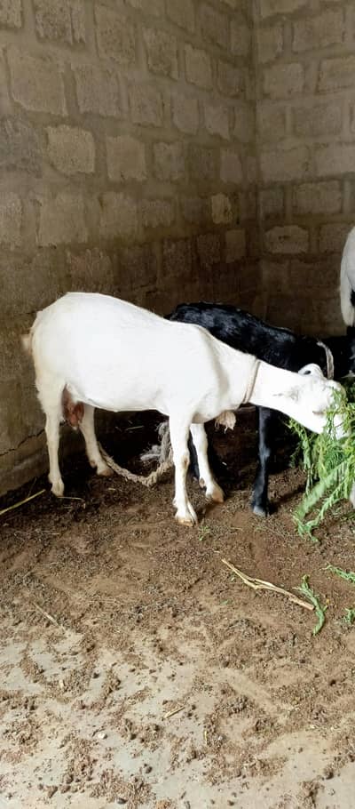 Gabban Teddi Bakri