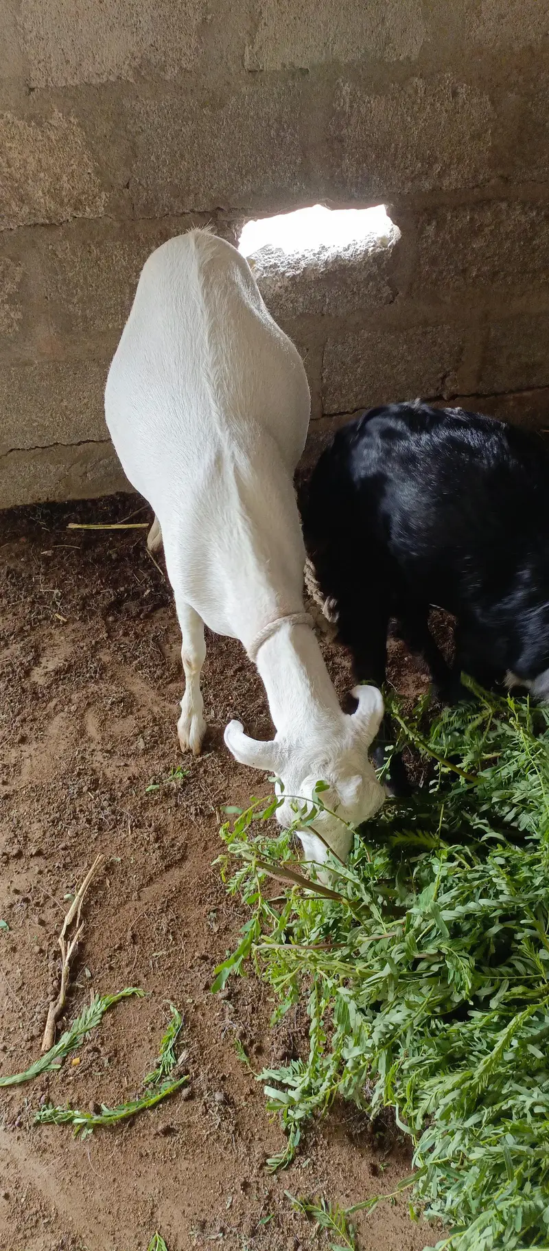 Gabban Teddi Bakri — photo 2