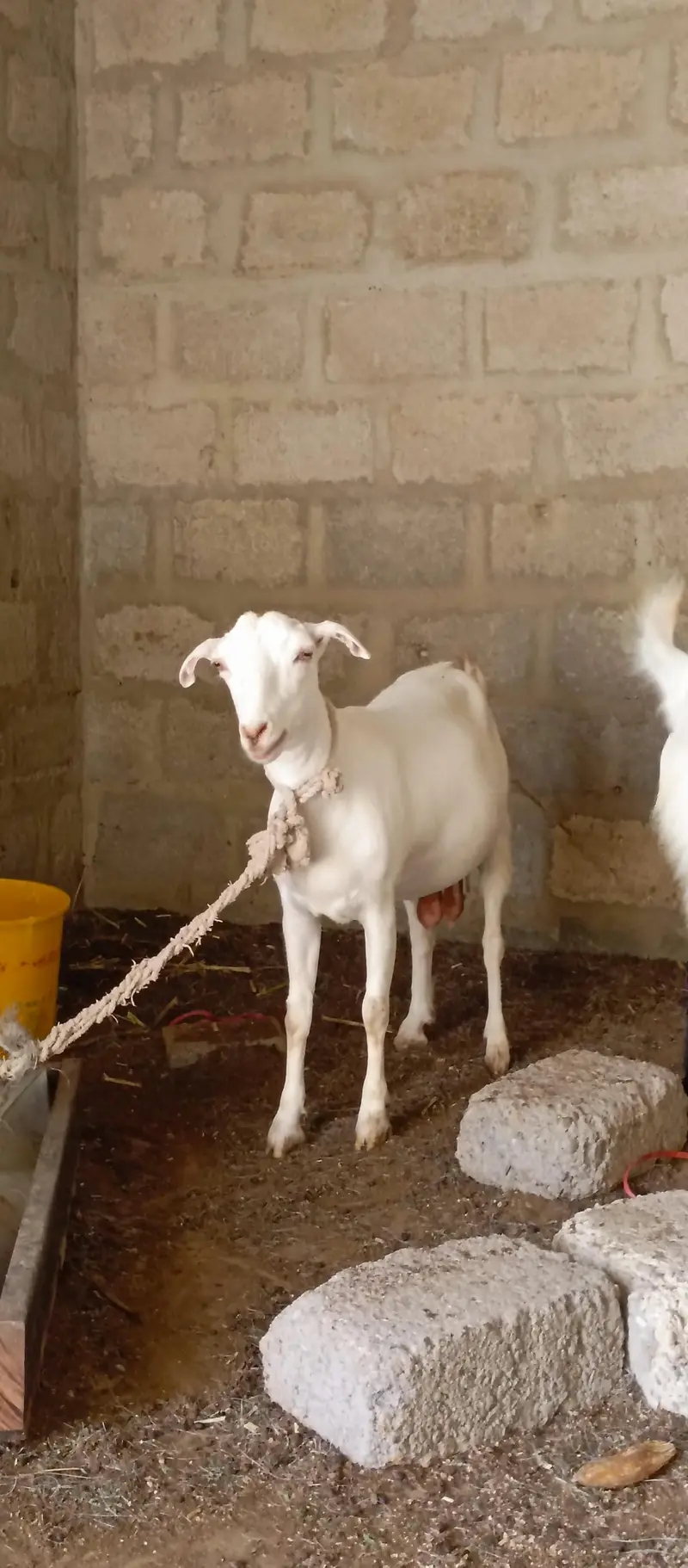 Gabban Teddi Bakri — photo 3