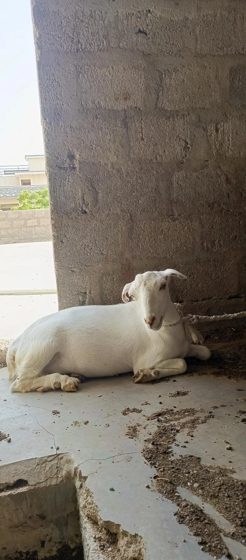 Gabban Teddi Bakri — photo 4
